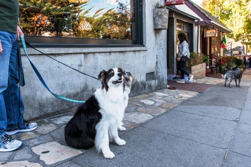 3770 Stone'S Throw Home Carmel-by-the-Sea Exterior foto